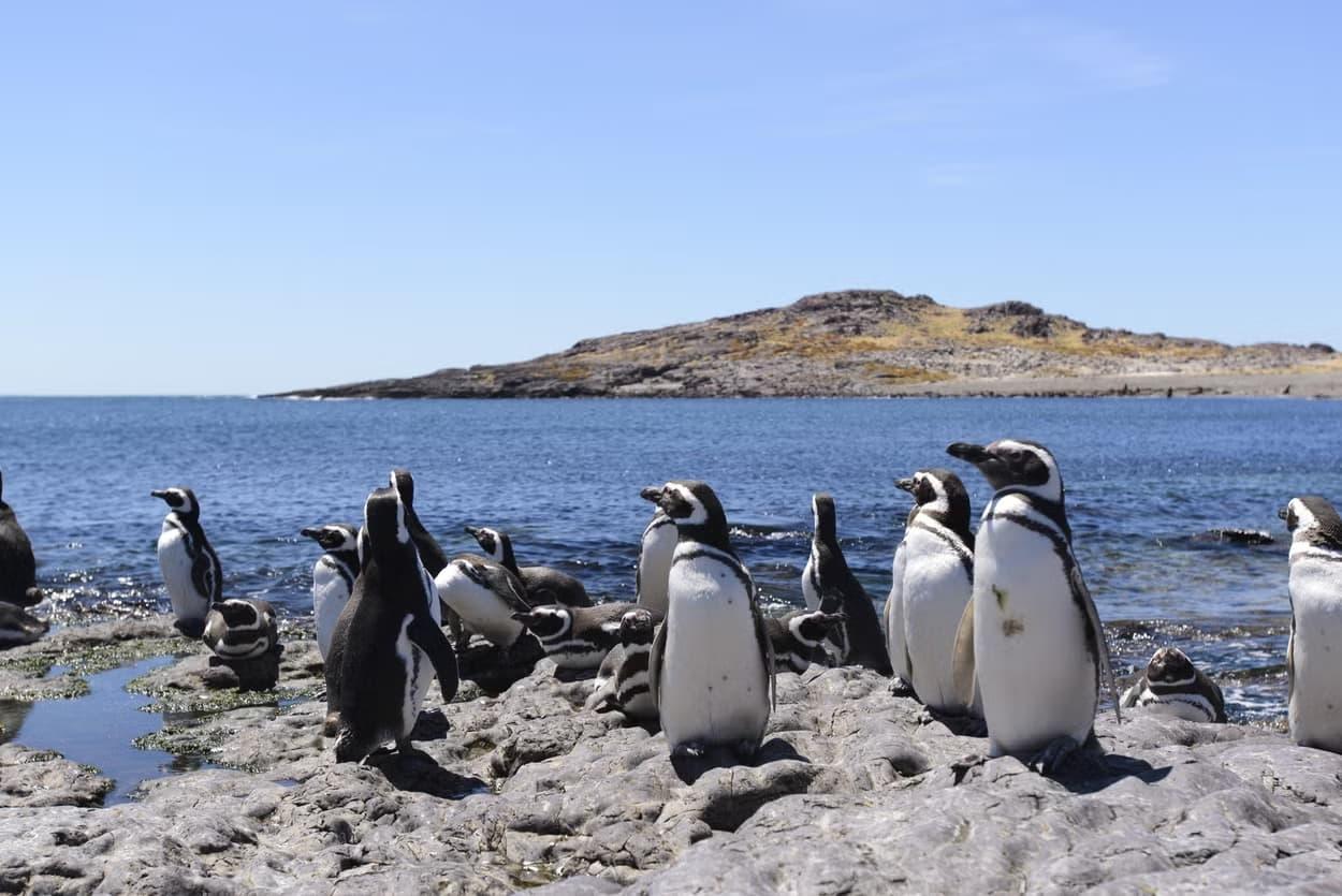 Excursión Isla de Pingüinos